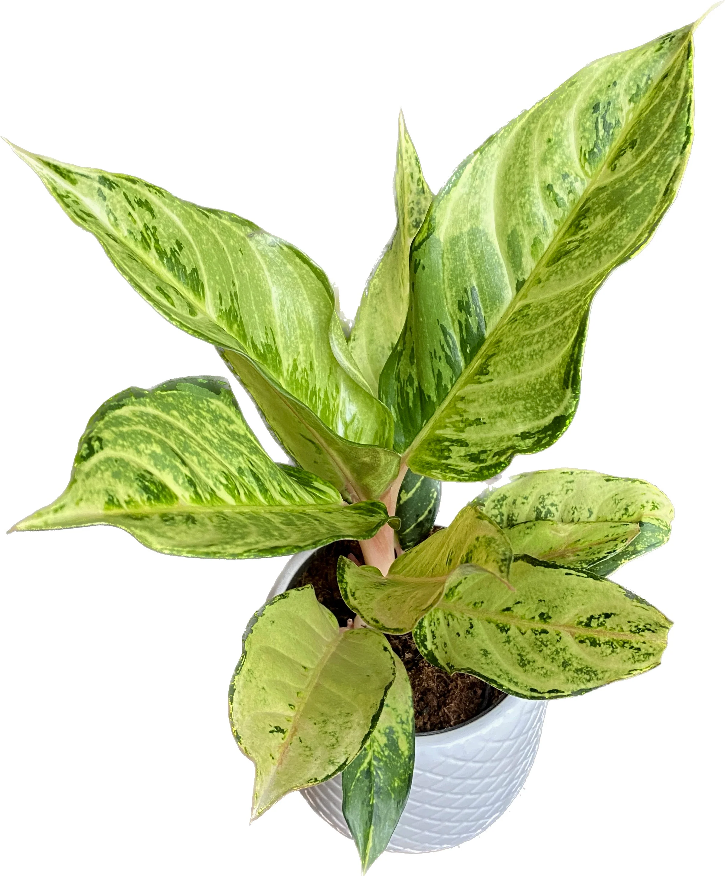 Aglaonema 'Chartreuse Pretty’