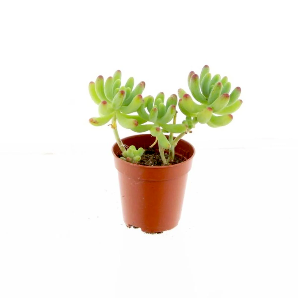 Sedum Weisneus