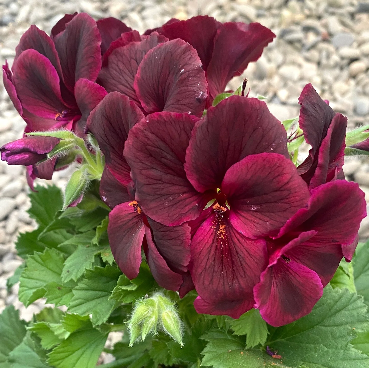 Pelargonium Don Franco – Muscate englezesti