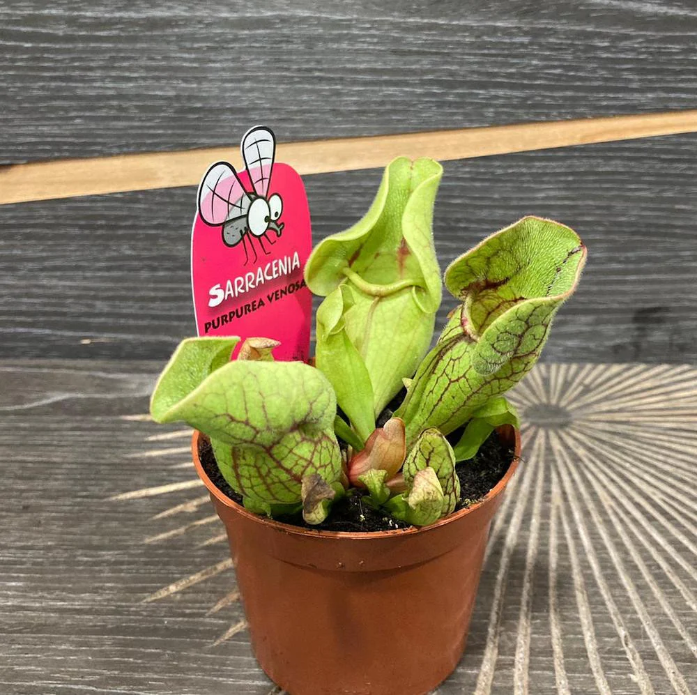 Sarracenia Purpurea Venosa – Planta Ulcior (planta carnivora)