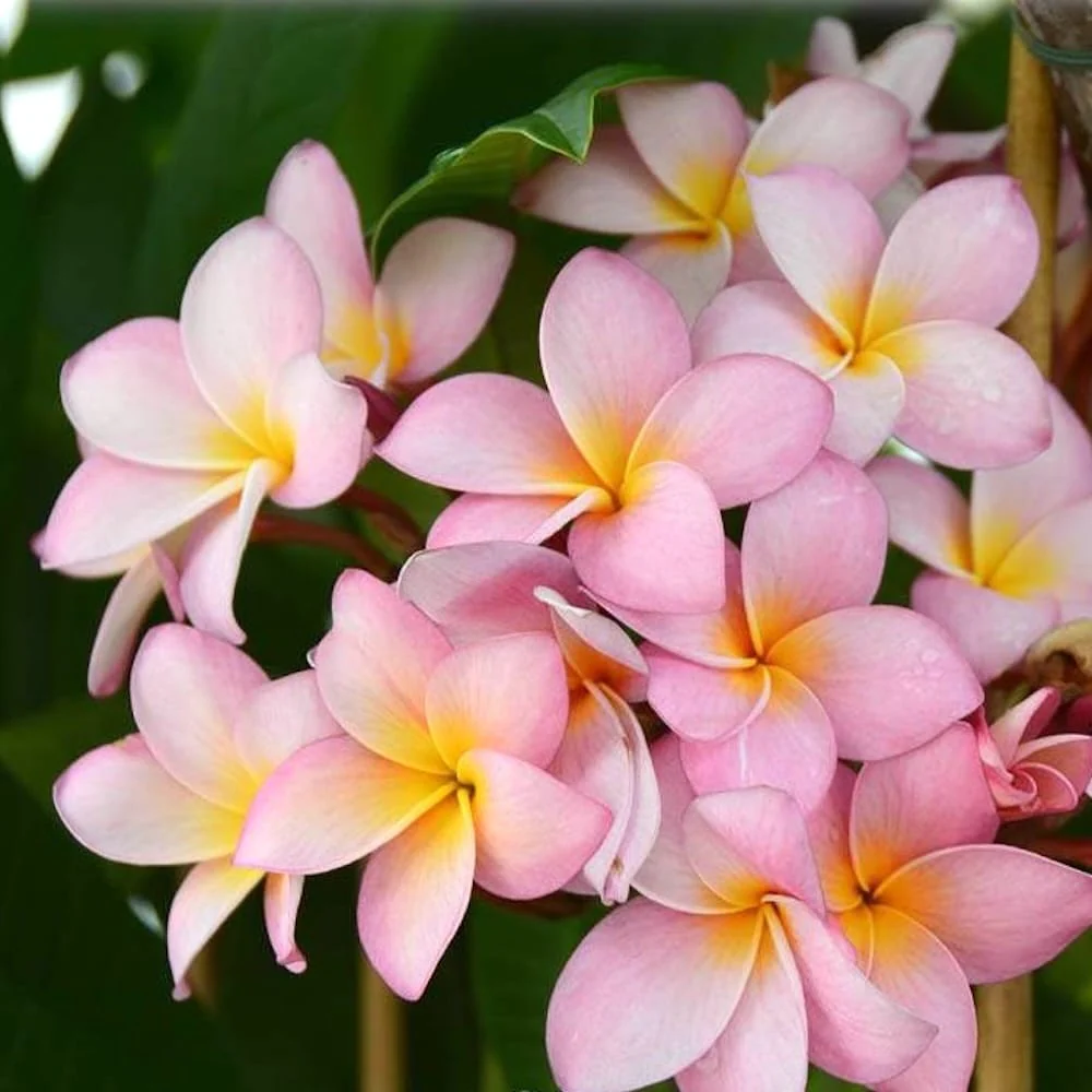 Plumeria rubra 'Sweet Pink’ – flori parfumate