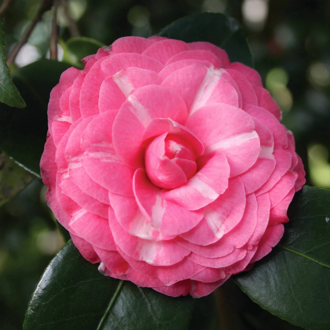 Camellia japonica 'Orandako’ – floare dubla (rezistenta la inghet)