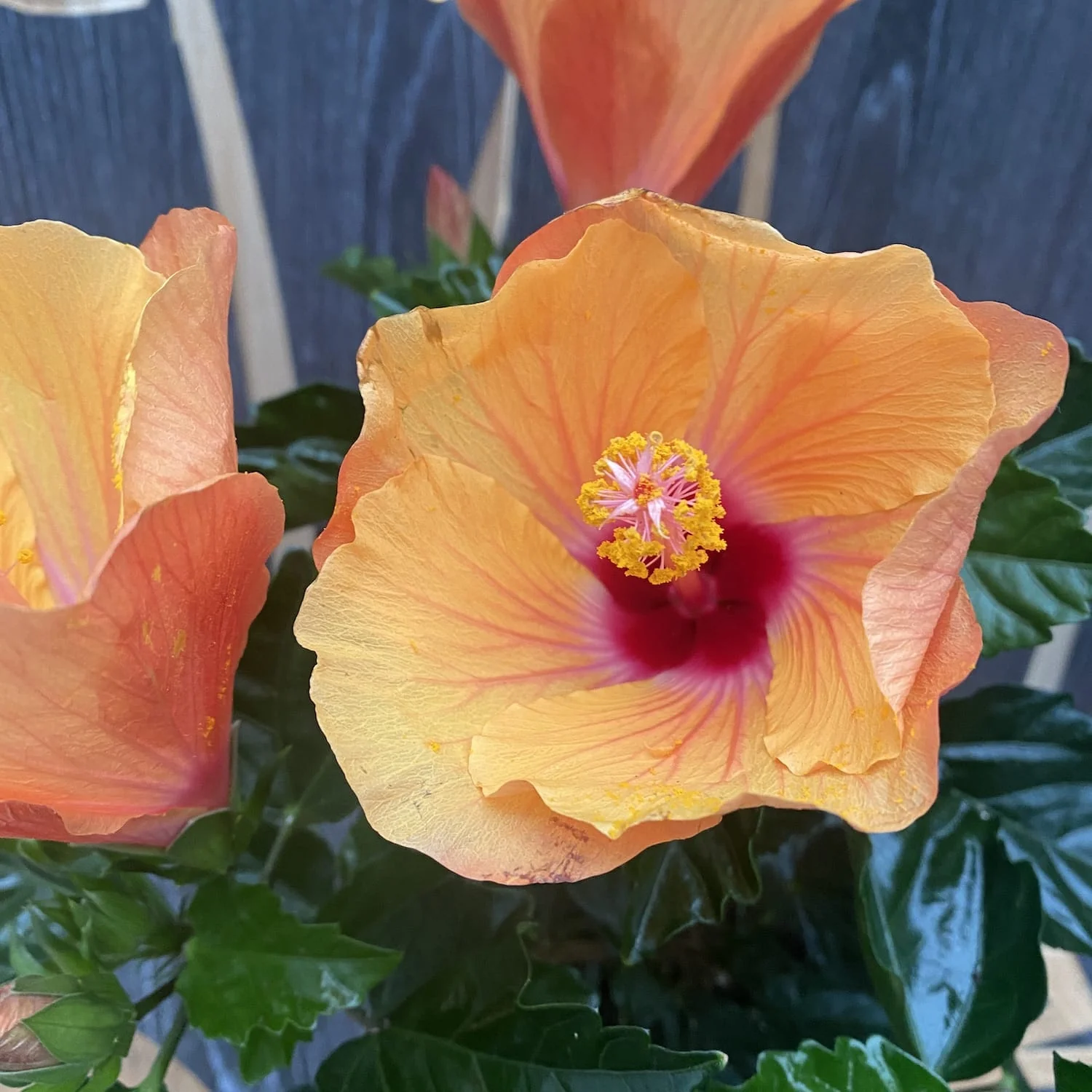 Hibiscus Fiori Grande 'Portofino’ – 2 plante/ghiveci