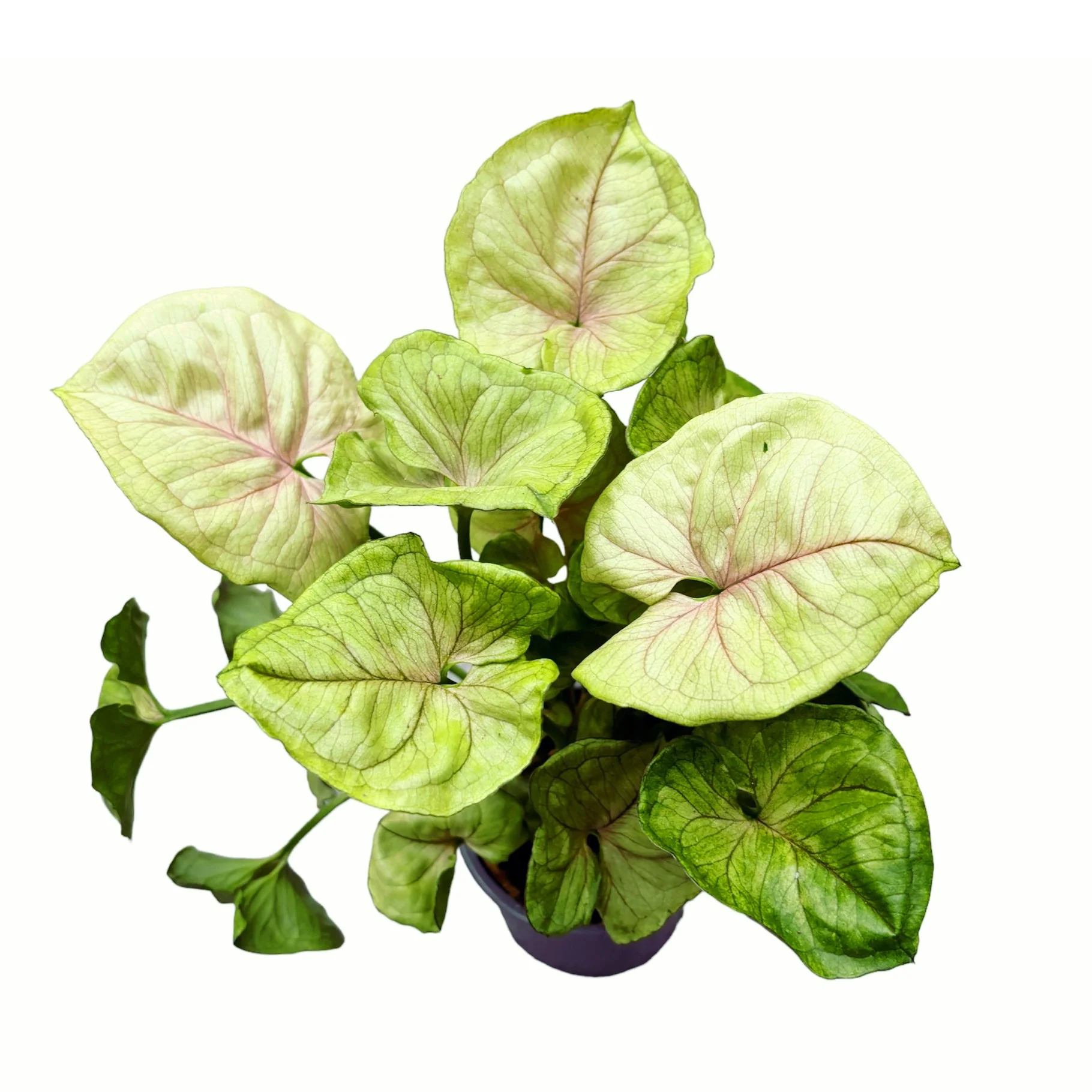 Syngonium podophyllum 'Roxanne’