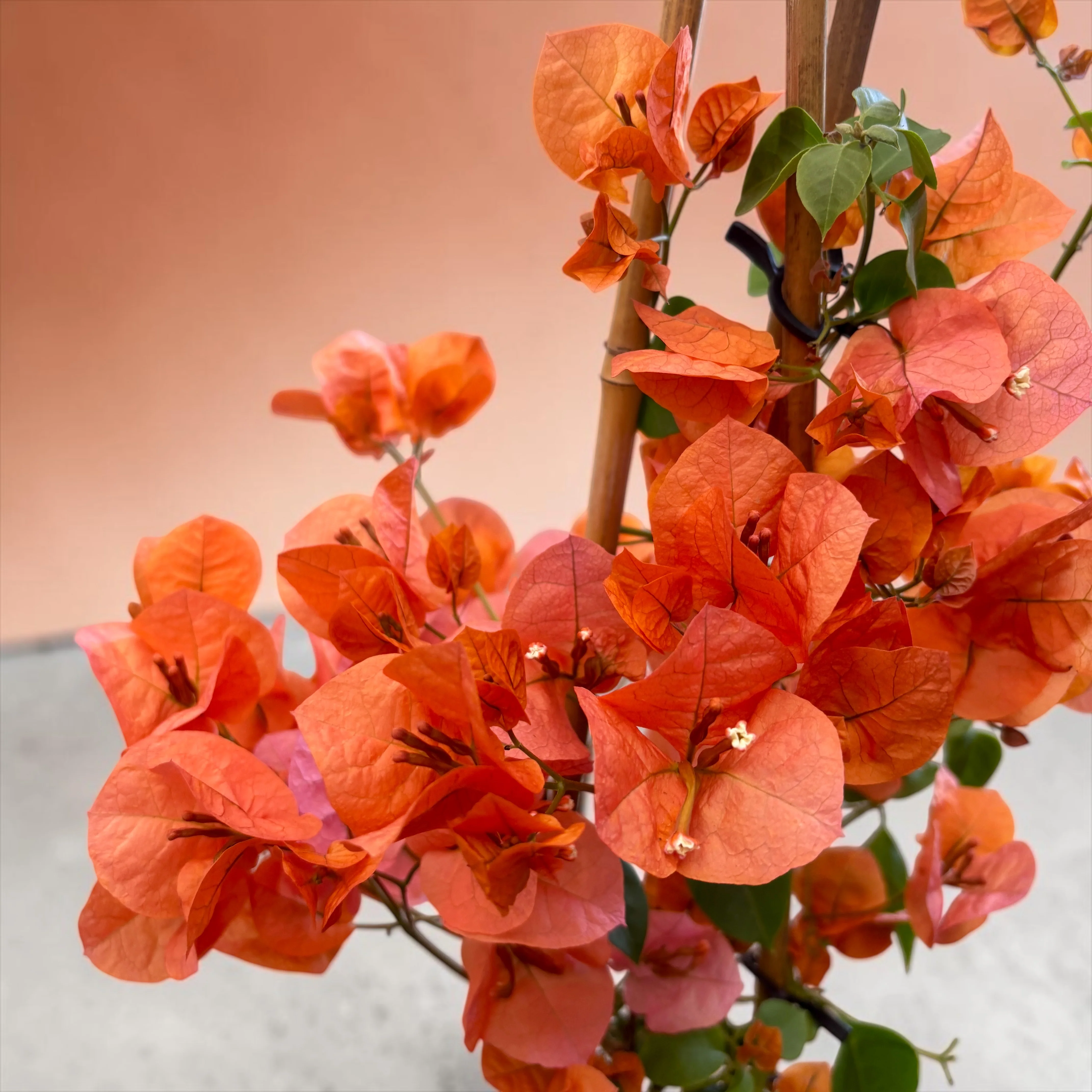 Bougainvillea 'Dania Orange’ – Floarea de hartie portocalie