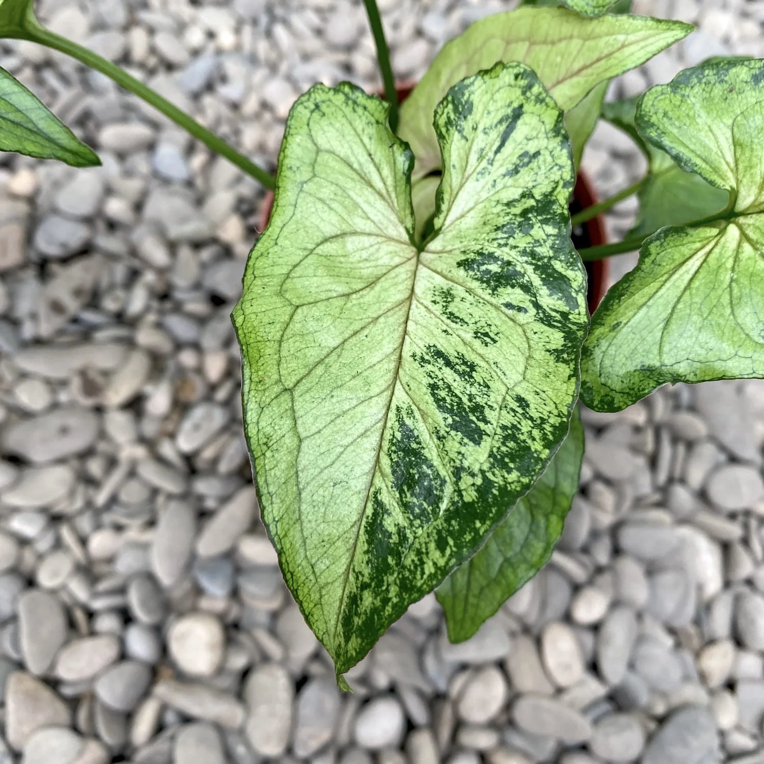 Syngonium 'Green Splash’ D12