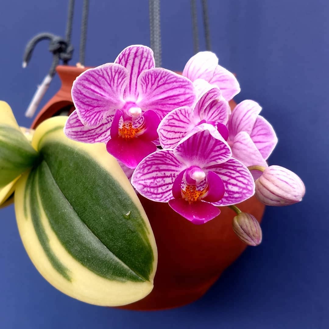 Phalaenopsis Sogo Vivien 'SOGO F858′ (super variegata)