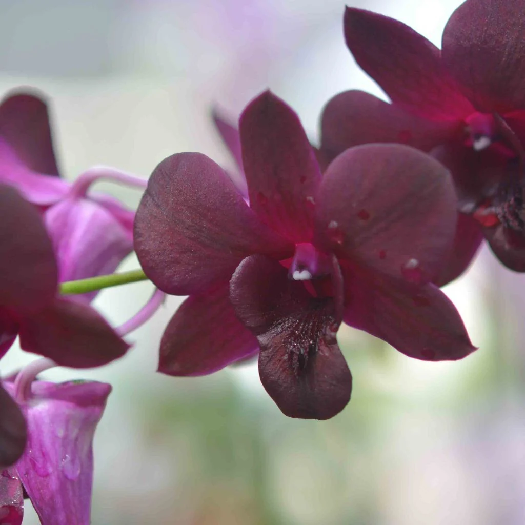 Dendrobium Black Jelly