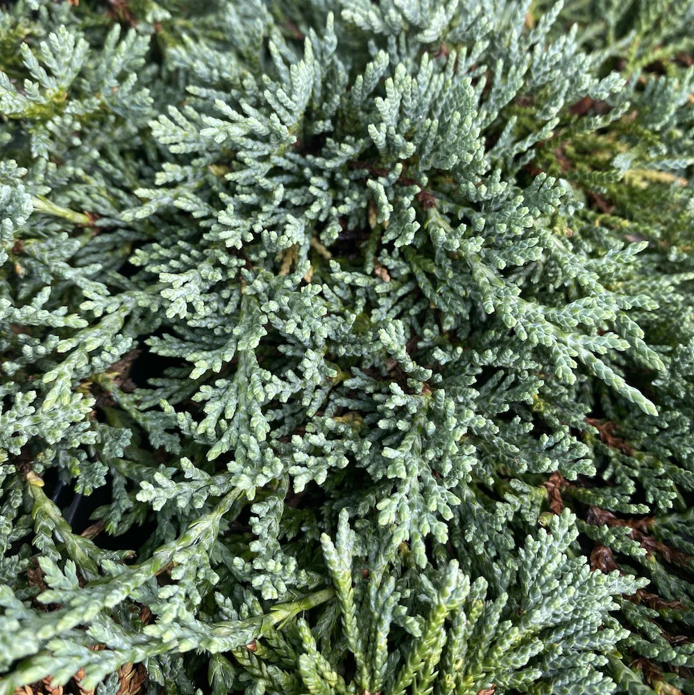 Juniperus horizontalis 'Monber’ (Ice Blue) – ienupar tarator