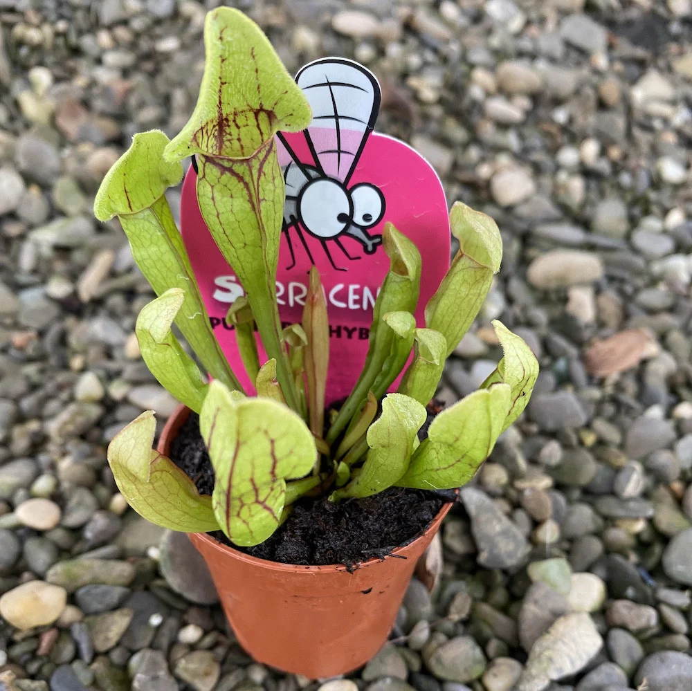 Sarracenia Purpurea hibrid – Planta Ulcior (planta carnivora)