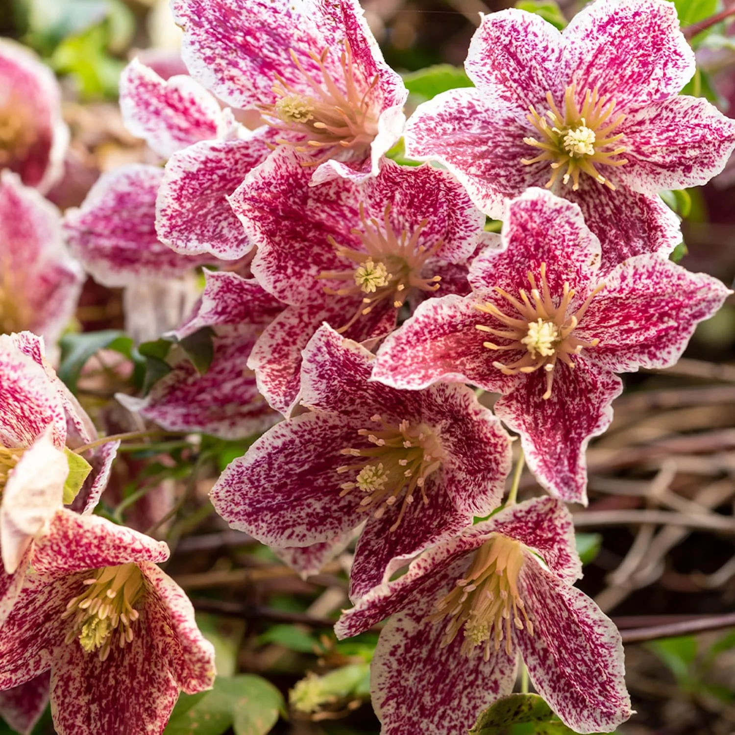 Clematite de iarna, evergreen – Clematis cirrhosa 'Freckles’ (flori parfumate)