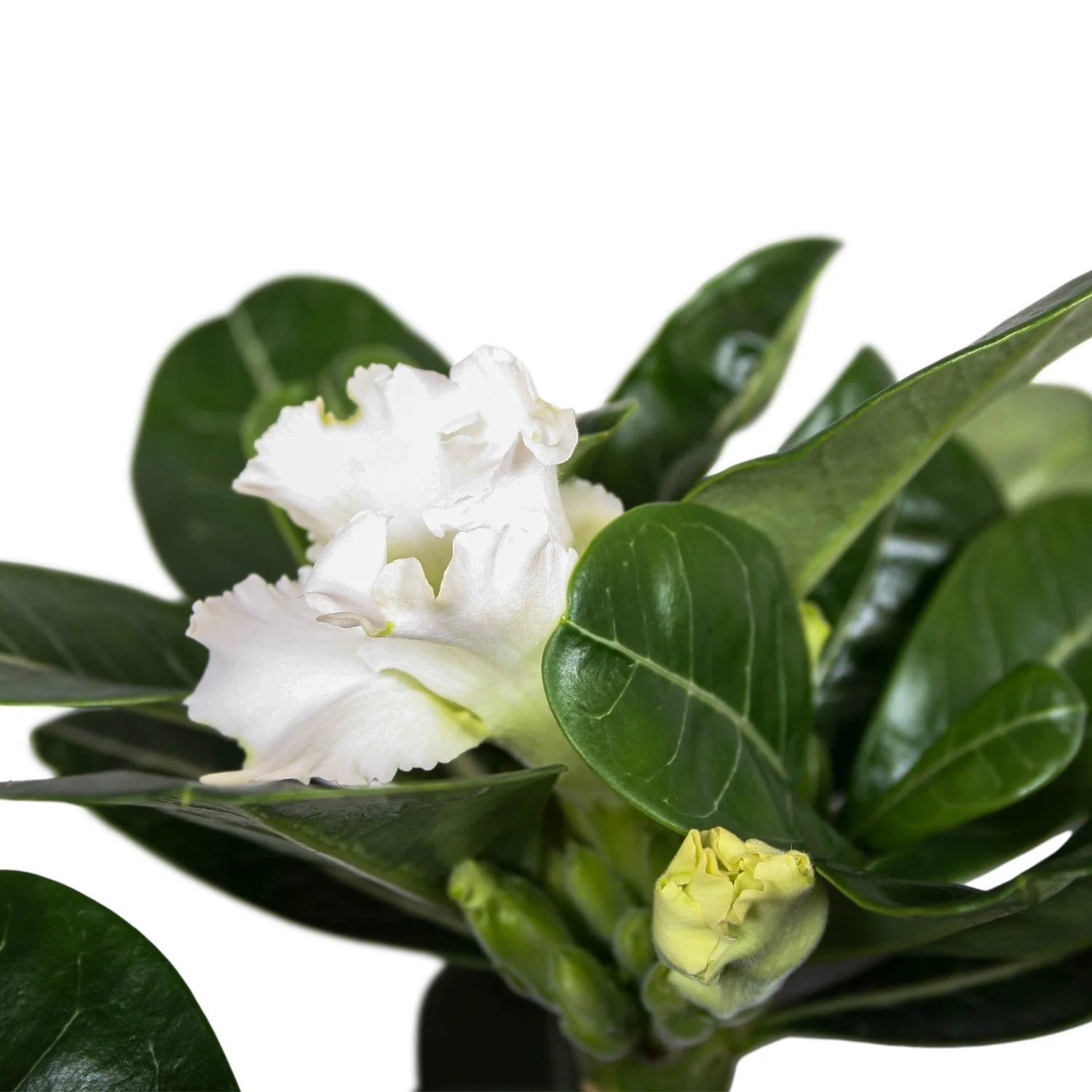 Adenium obesum 'White Star’