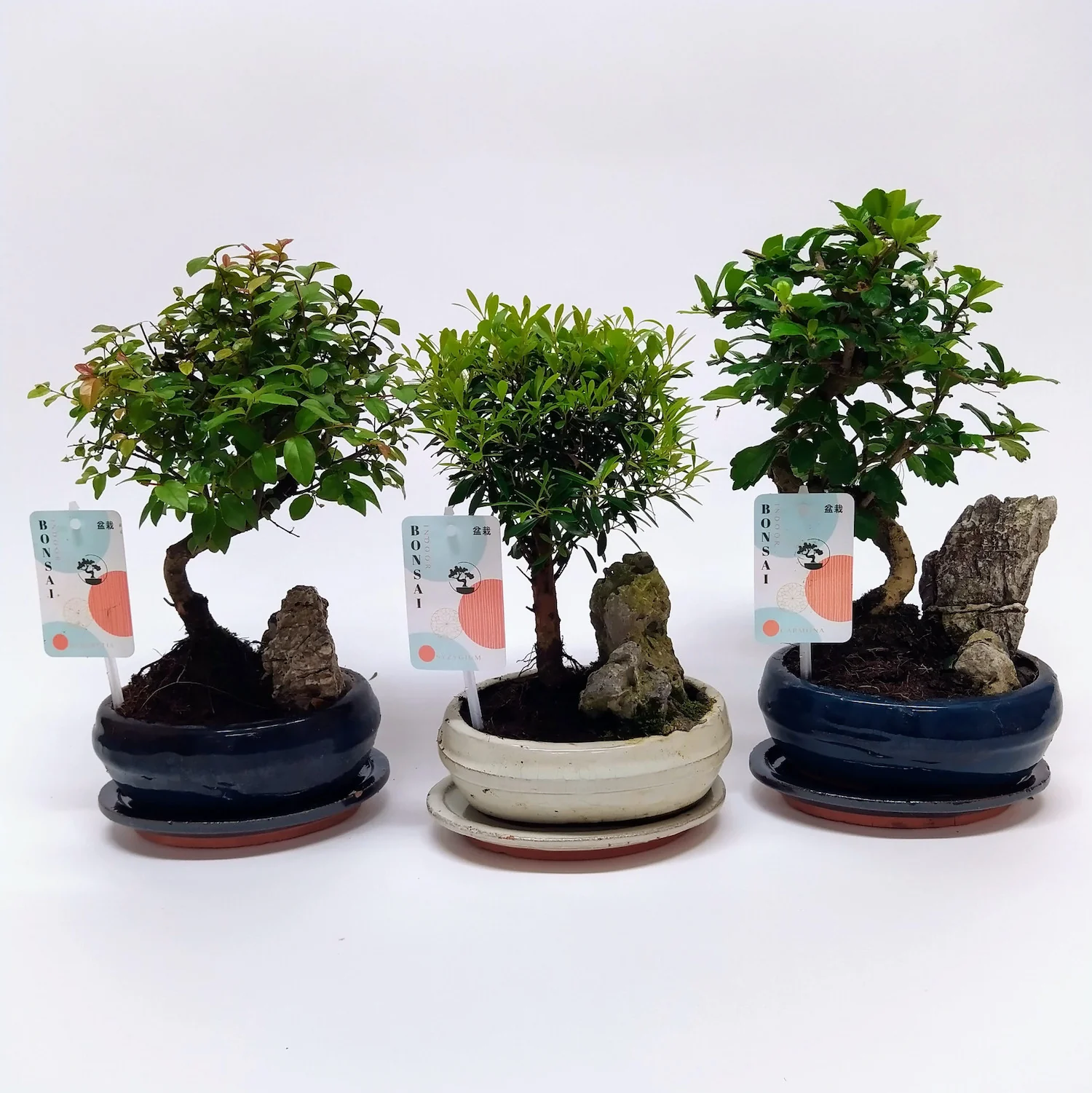 Bonsai 'Landscape’ cu piatra