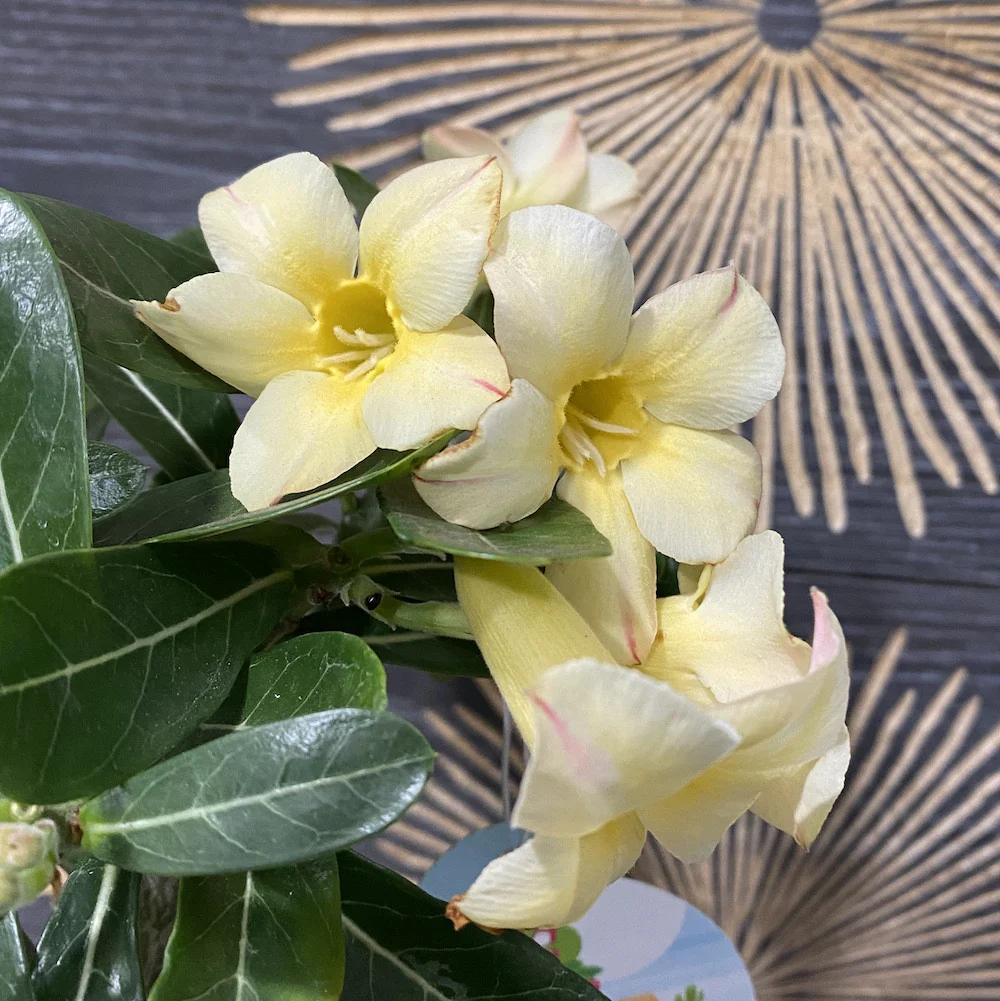 Trandafirul desertului galben – Adenium