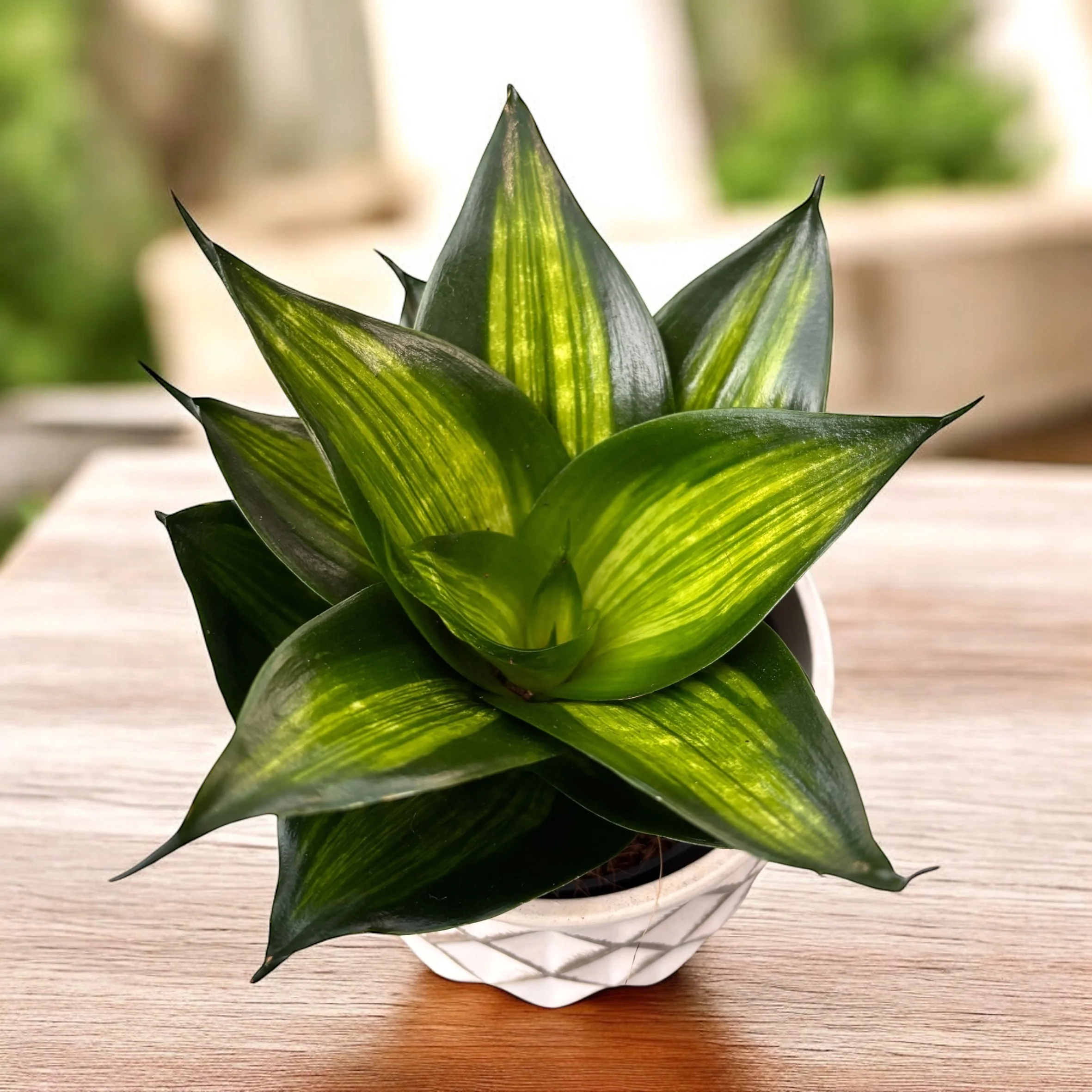 Sansevieria Hahnii ’Green Mould Variegated’