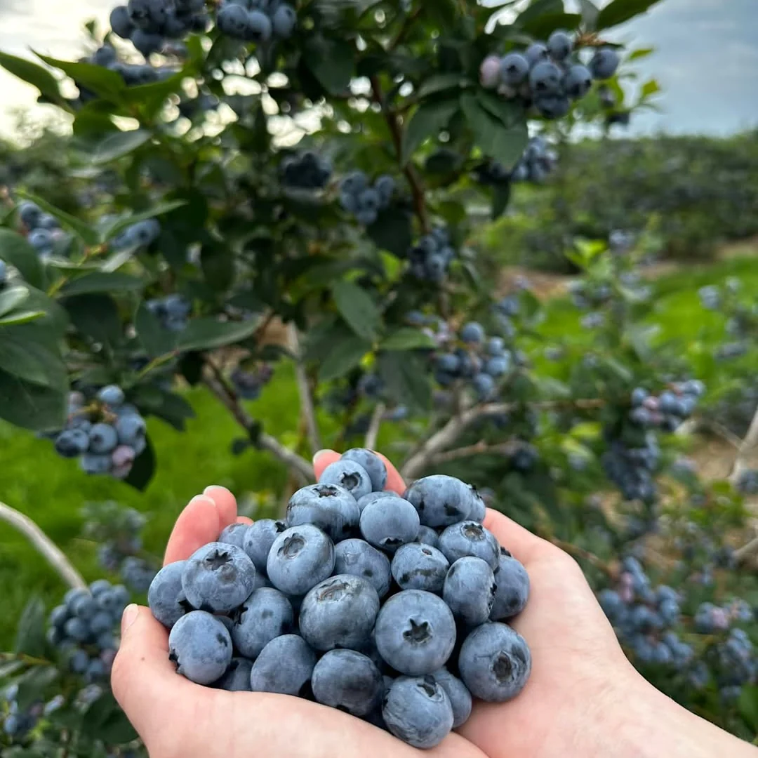 Afin cu fructe mari si dulci – Vaccinium corymbosum 'Toro’ (Torro)