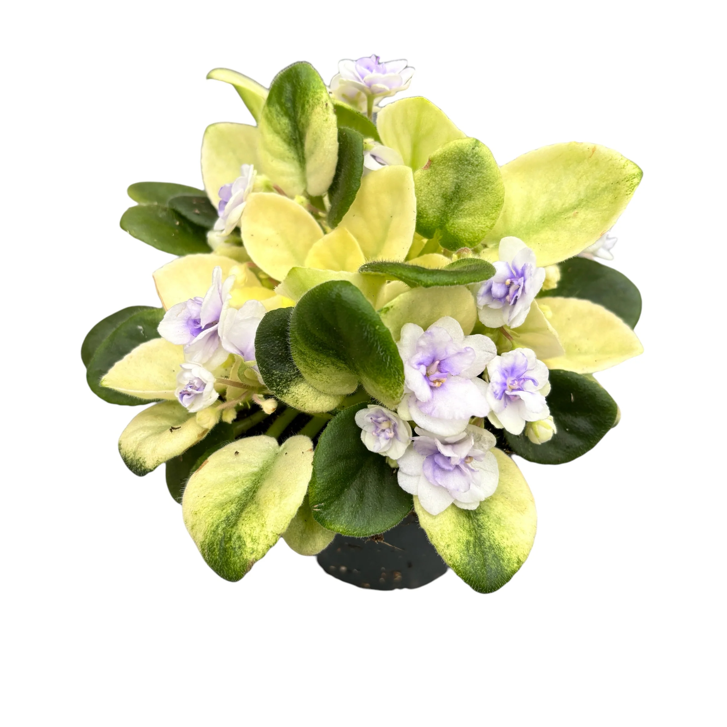 Saintpaulia Golden Gate – flori duble, frunze variegate