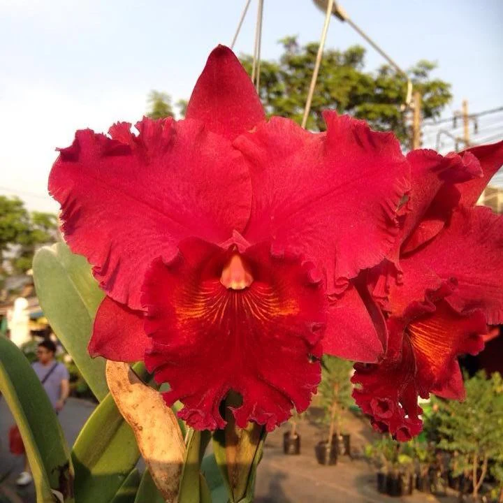 Orhidee Rlc. Nadia Song (Rlc.Yen Golden Sensation x Rlc.Chialin) parfumata