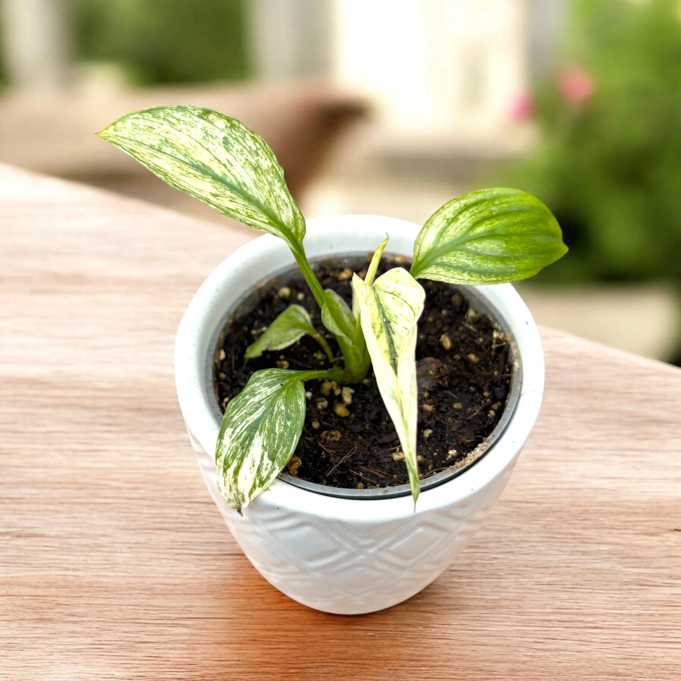 Spathiphyllum Sensation Variegata babyplant – crinul pacii variegat, planta de colectie