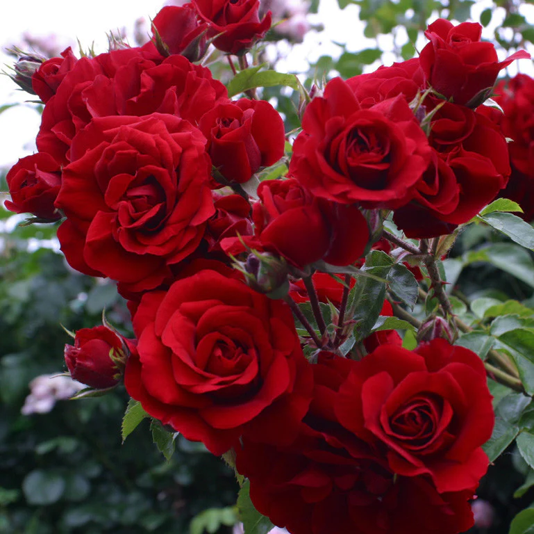 Rosa ‘Santana’® – Trandafir floribunda, catarator, parfumat