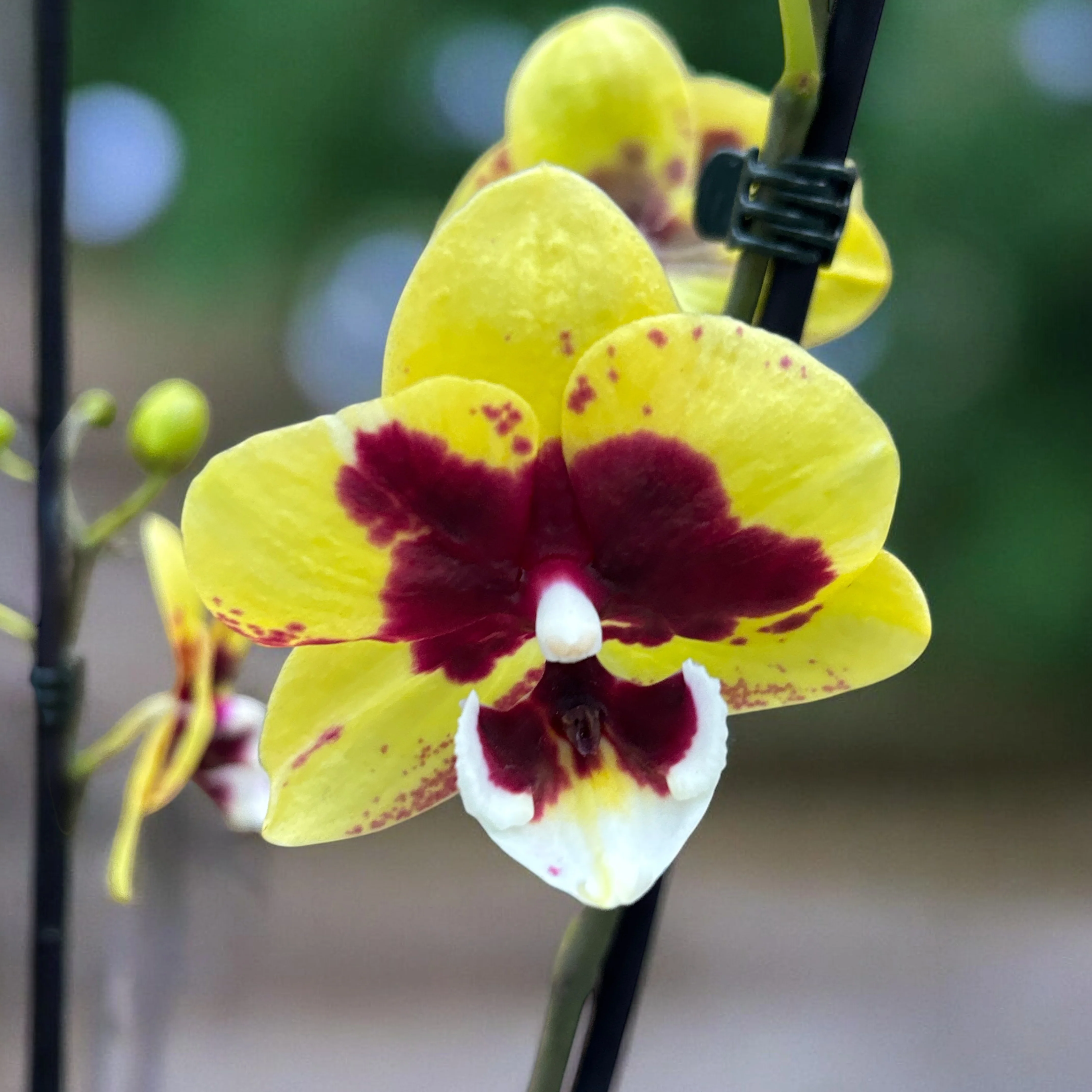 Phalaenopsis 'Limited #123′ big lip