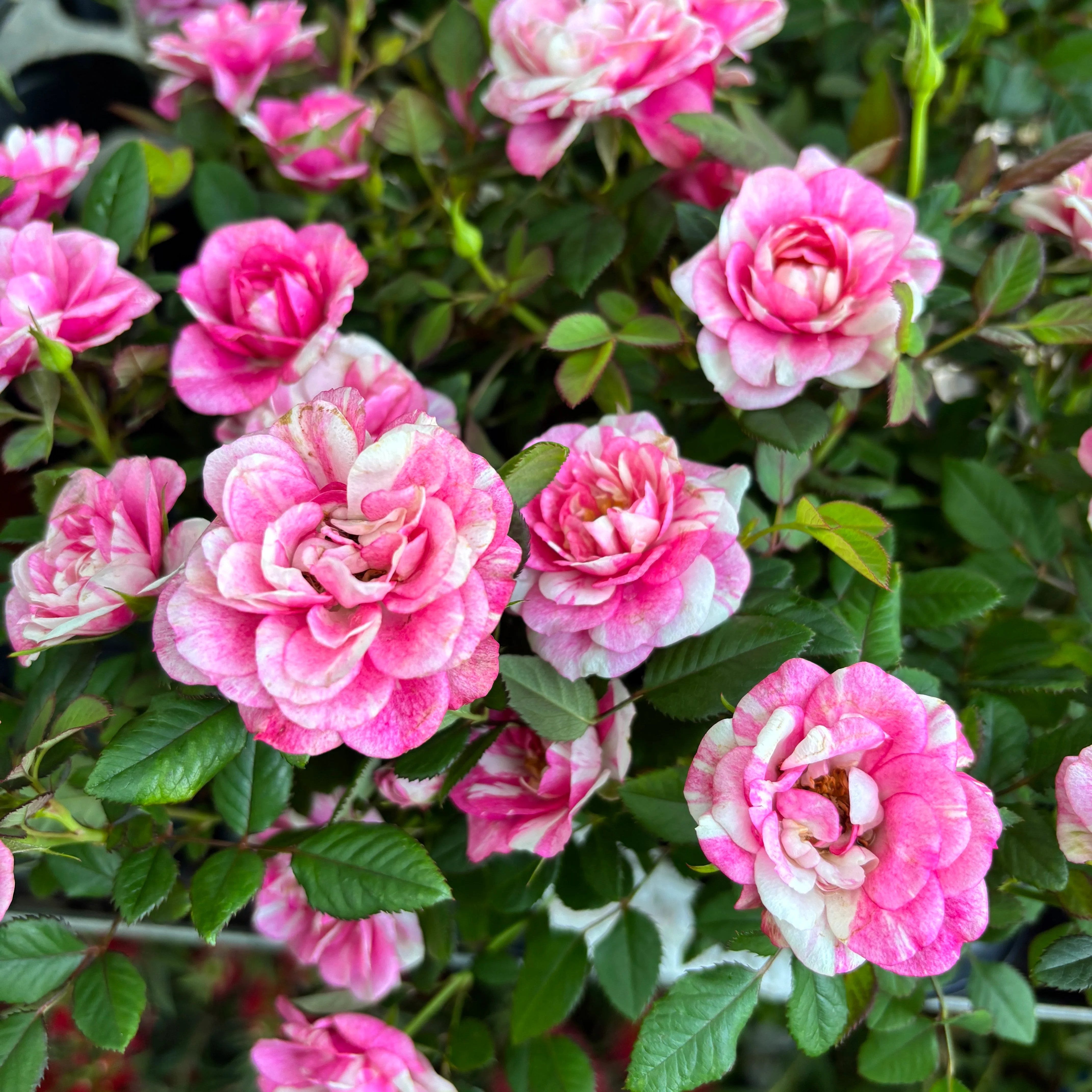 Trandafir pitic Rosa Piia™ Parade – mini trandafir parfumat