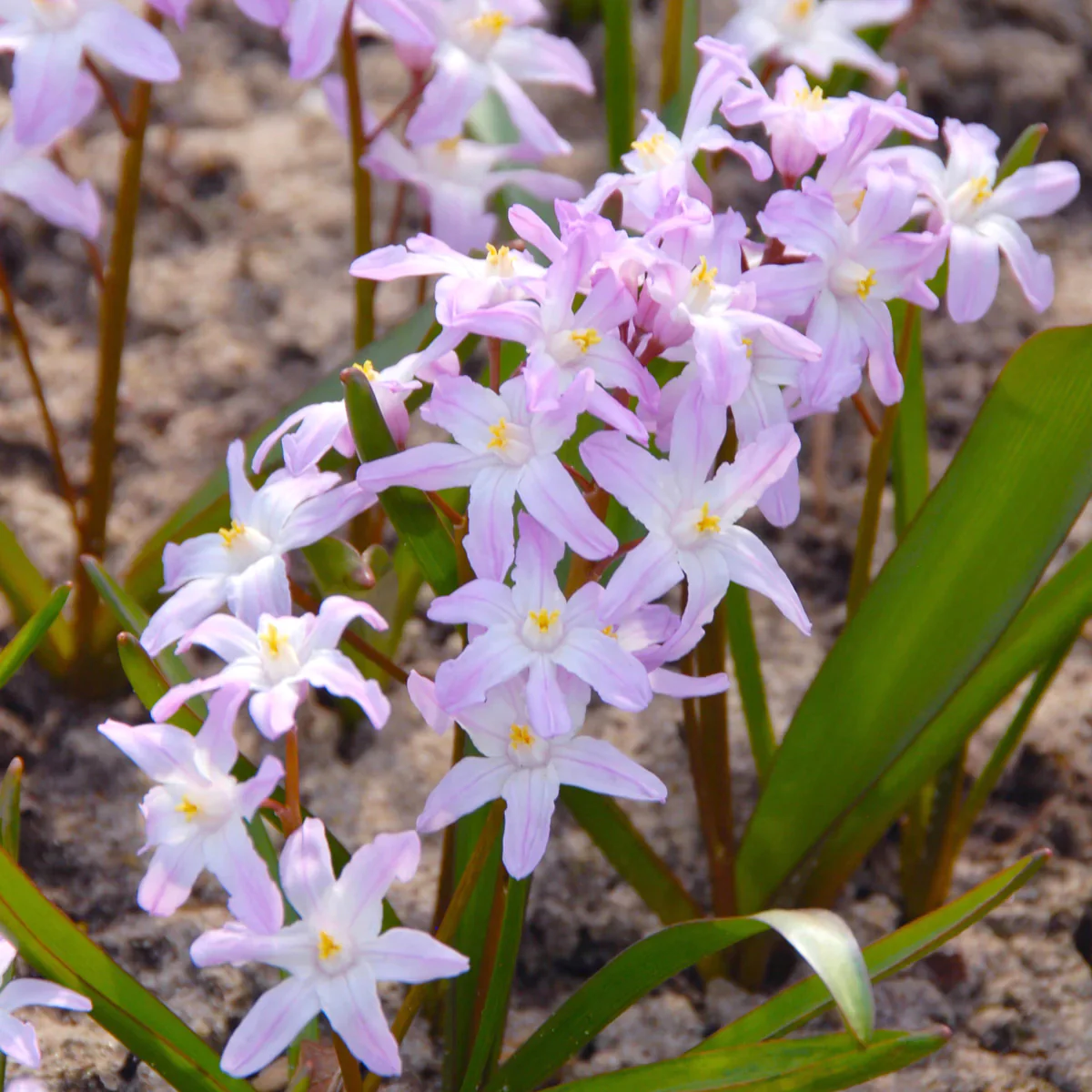 Chionodoxa forbesii 'Pink’