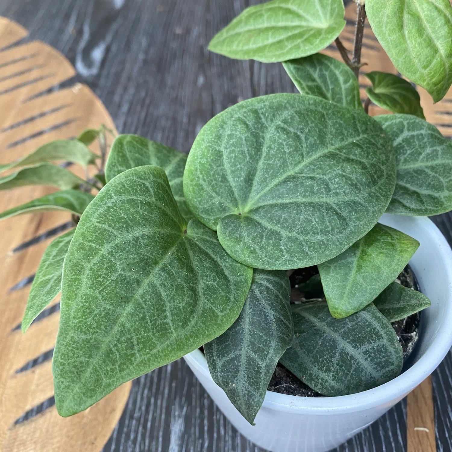 Piper ribesioides (Lao chili wood)