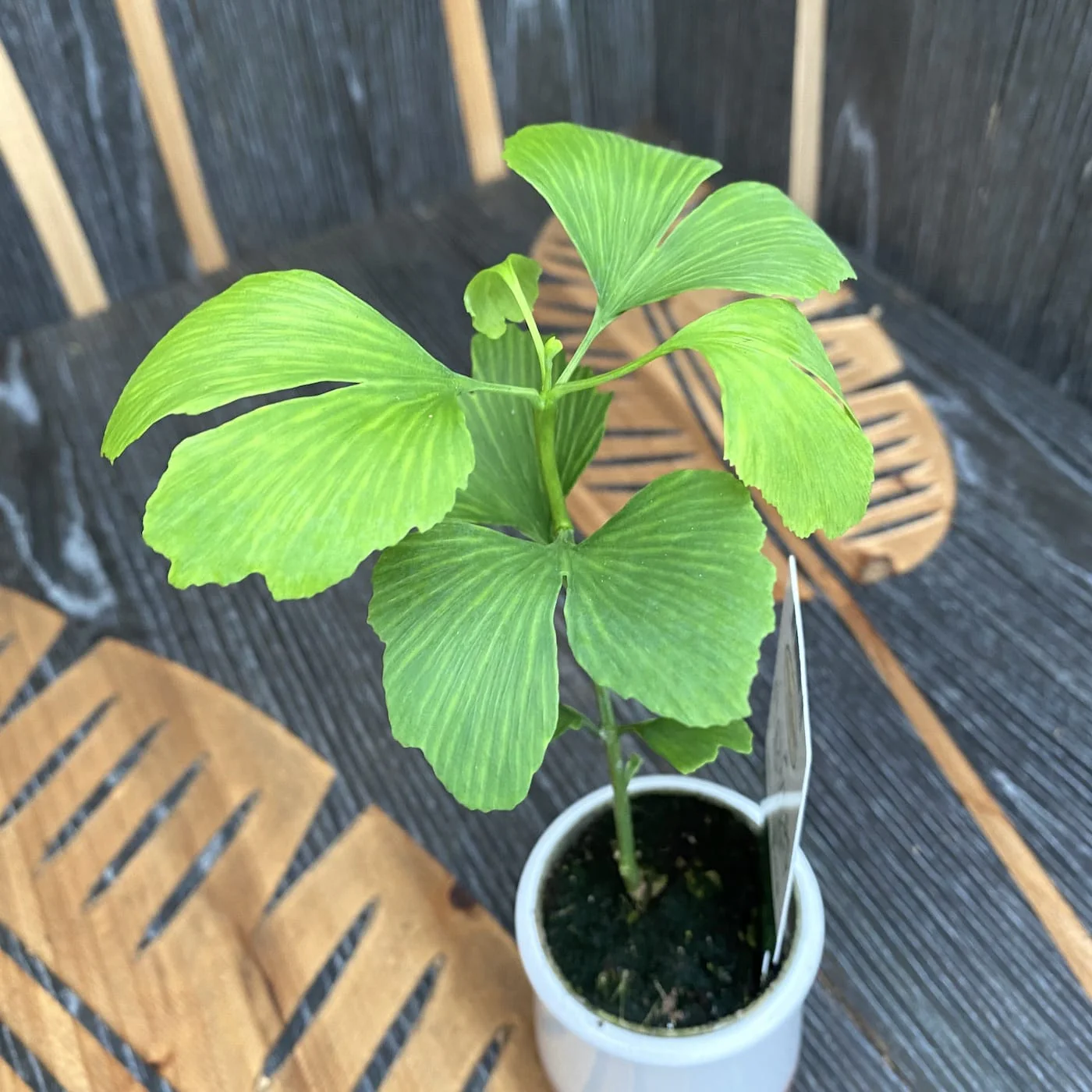 Ginkgo biloba – Arborele pagodelor (babyplant)