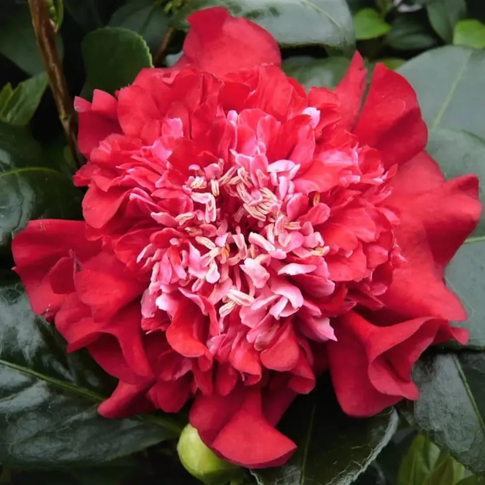 Camellia × williamsii 'Ruby Wedding’ – floare dubla (rezistenta la inghet)