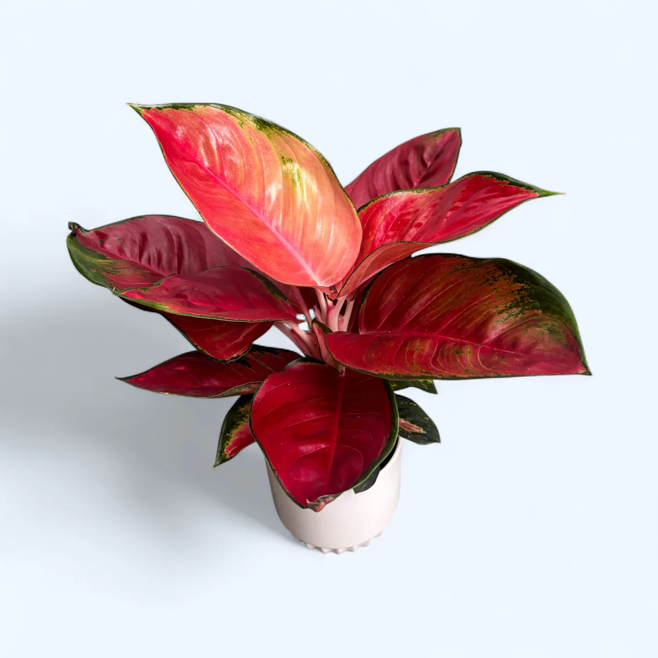 Aglaonema ‘China Red’ (Chili Red) – planta exotica cu frunzis vibrant