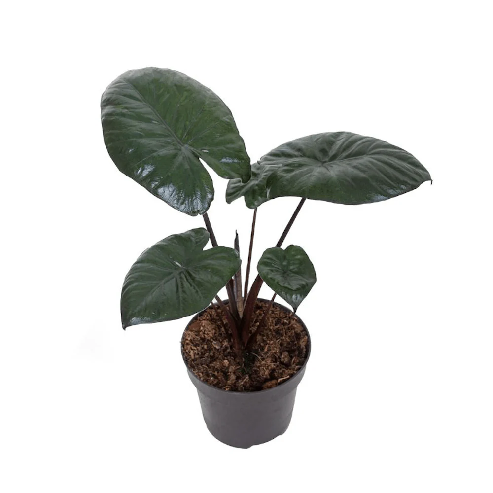 Alocasia 'Chocolate Green’