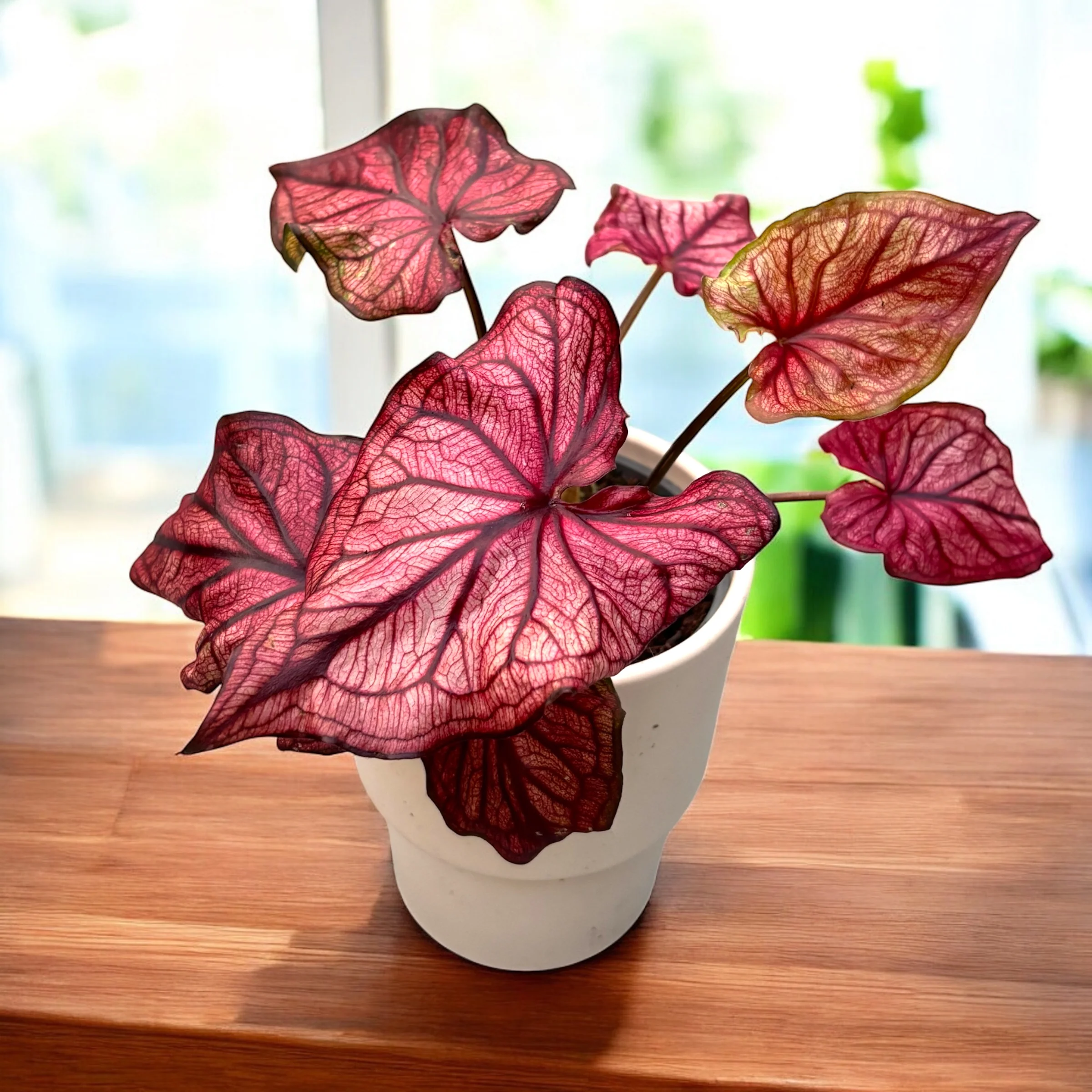 Caladium 'Desert Sunset’