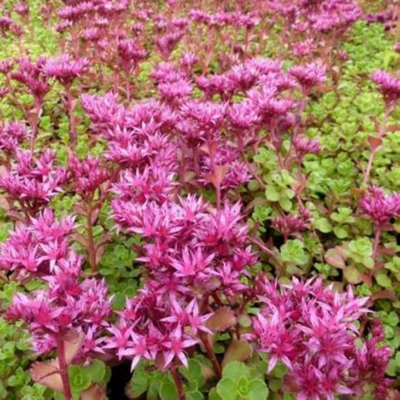 Sedum spurium ‘Schorbuser Blut’ (Dragon’s blood Sedum)