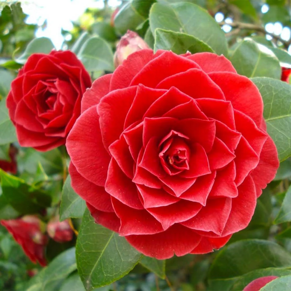 Camellia japonica 'Roja’ * floarea dubla rosie (rezistenta la inghet)