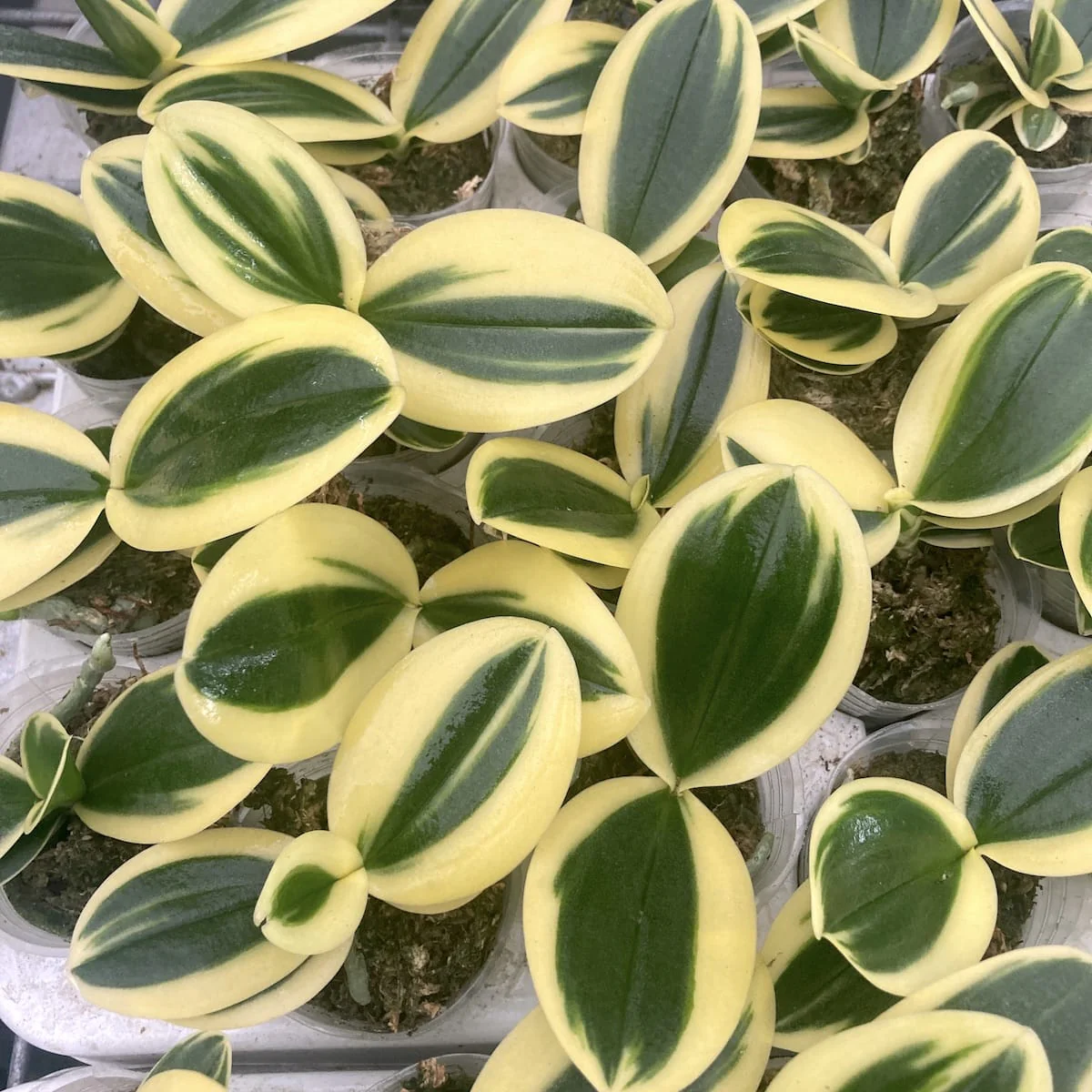 Phalaenopsis Sogo Vivien 'SOGO F858′ (super variegation)