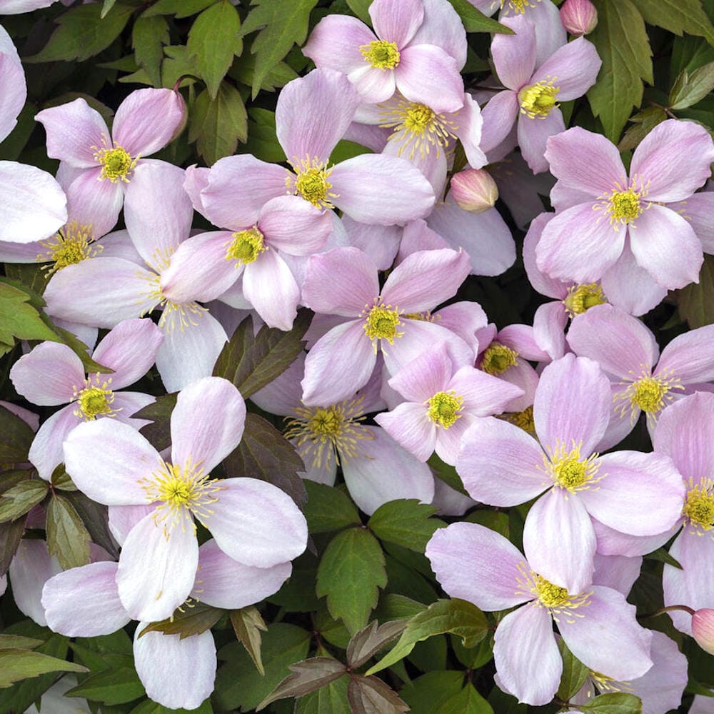 Clematis montana var. rubens – clematita de munte cu flori roz pal, puternic parfumate