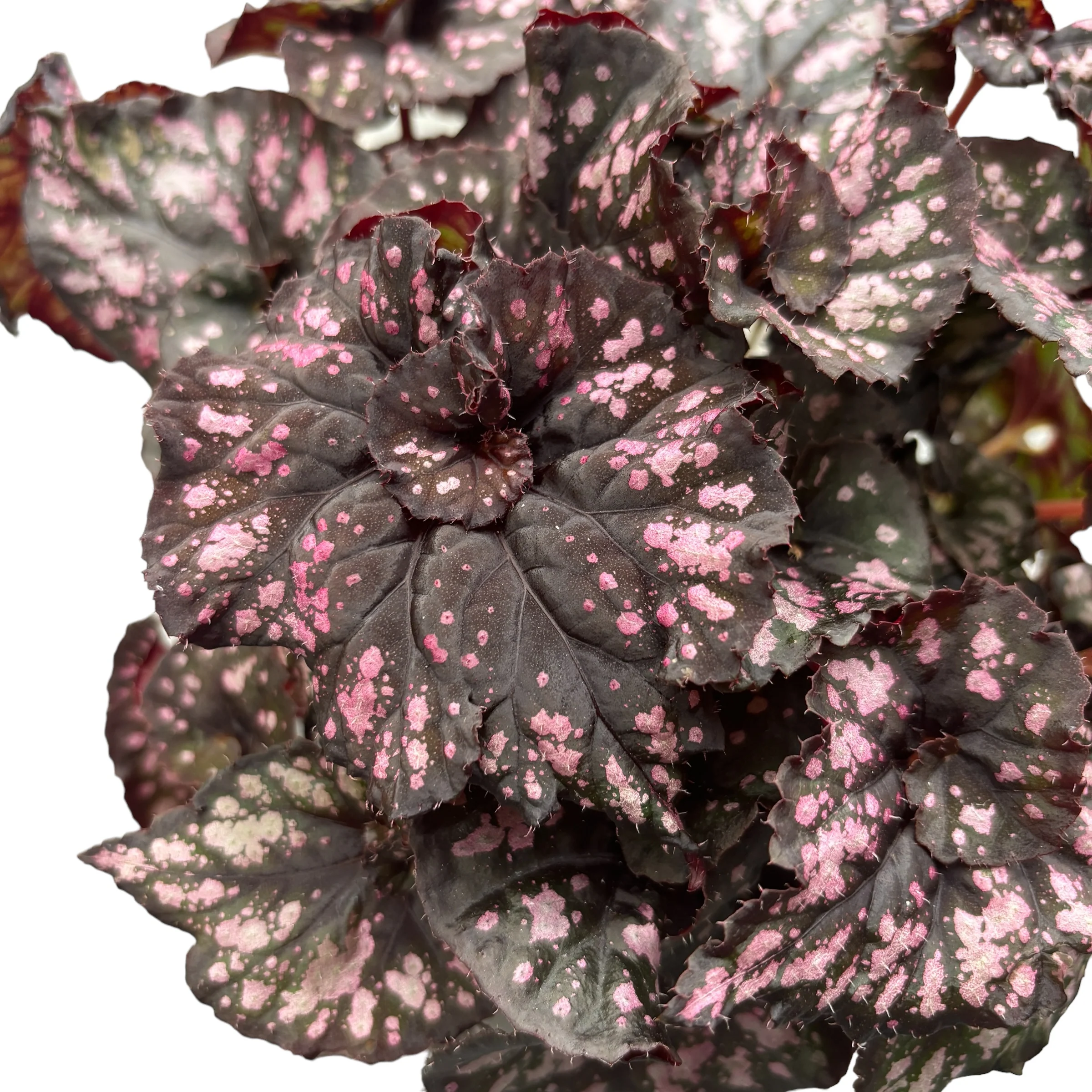 Begonia Magic Colours 'Cumbia’