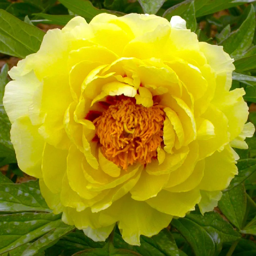 Paeonia suffruticosa 'Hai Huang’ – bujor arbustiv cu flori galbene duble