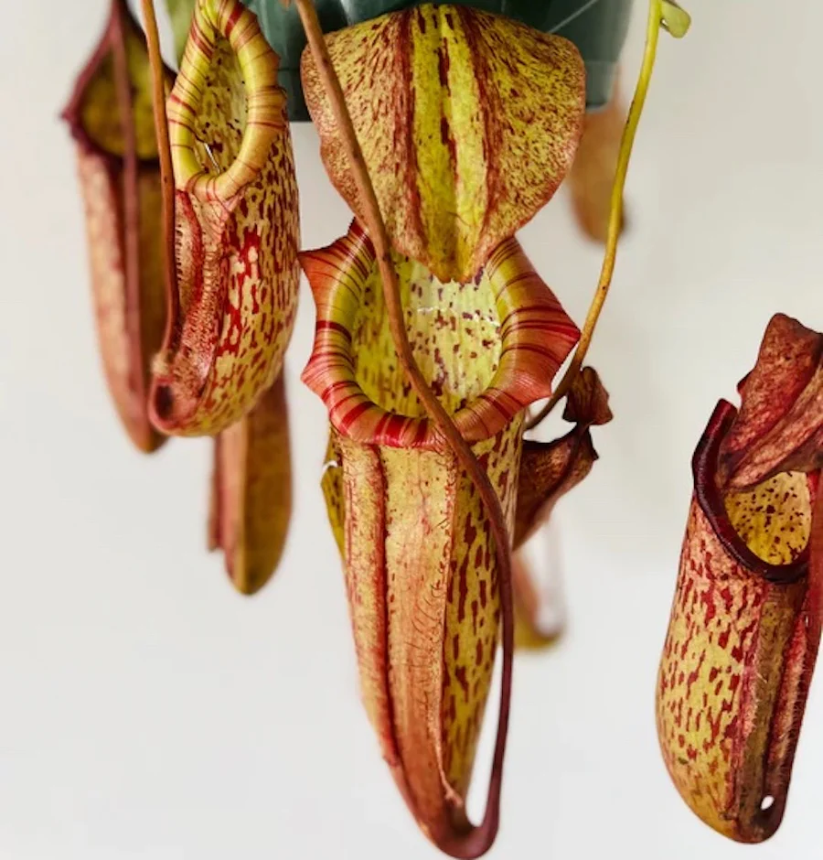 Planta carnivora Nepenthes 'Miranda’