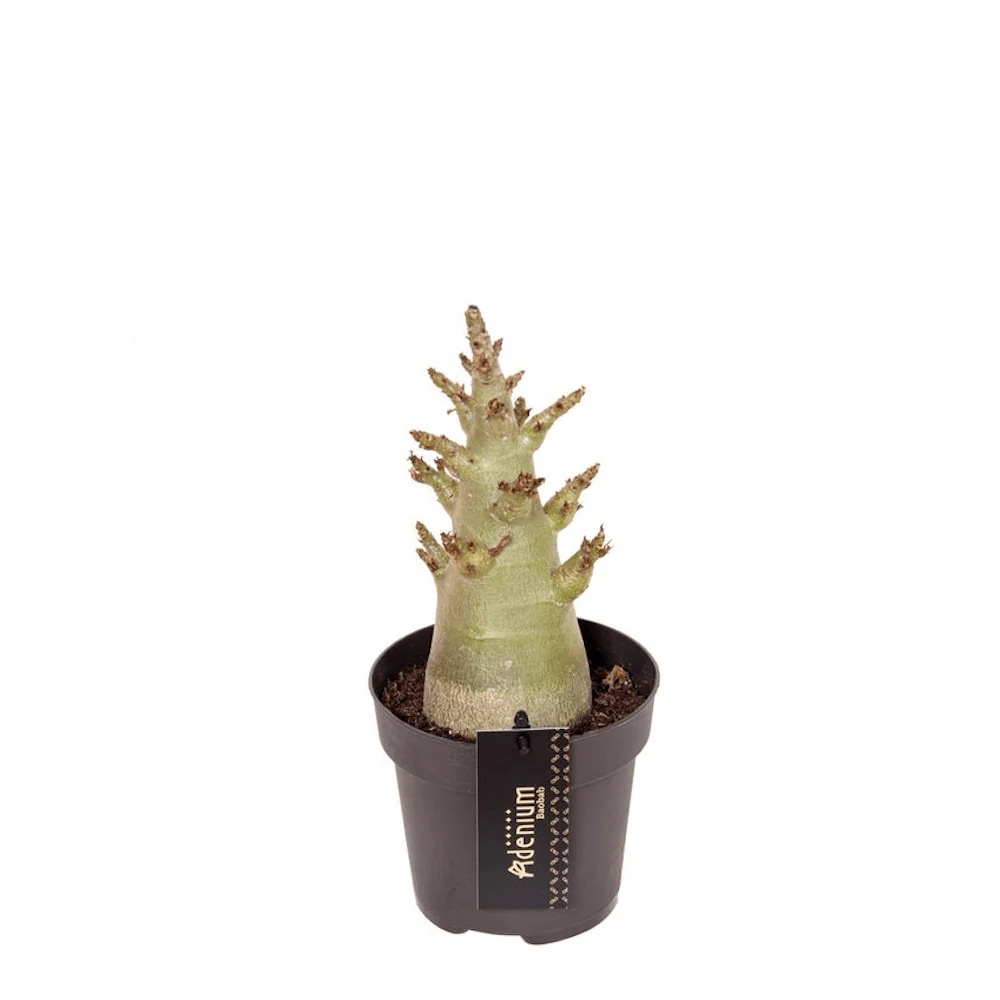 Adenium 'Baobab Thai Temple’
