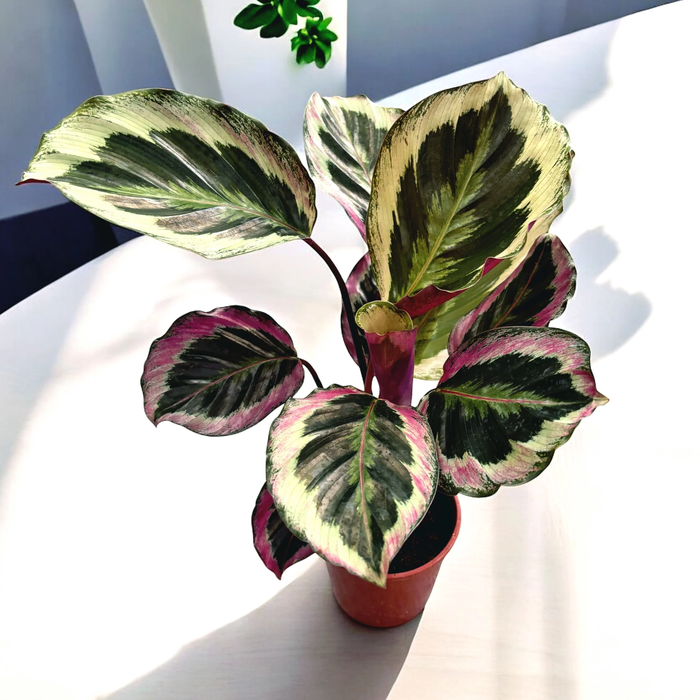 Calathea roseopicta 'Shinestar’