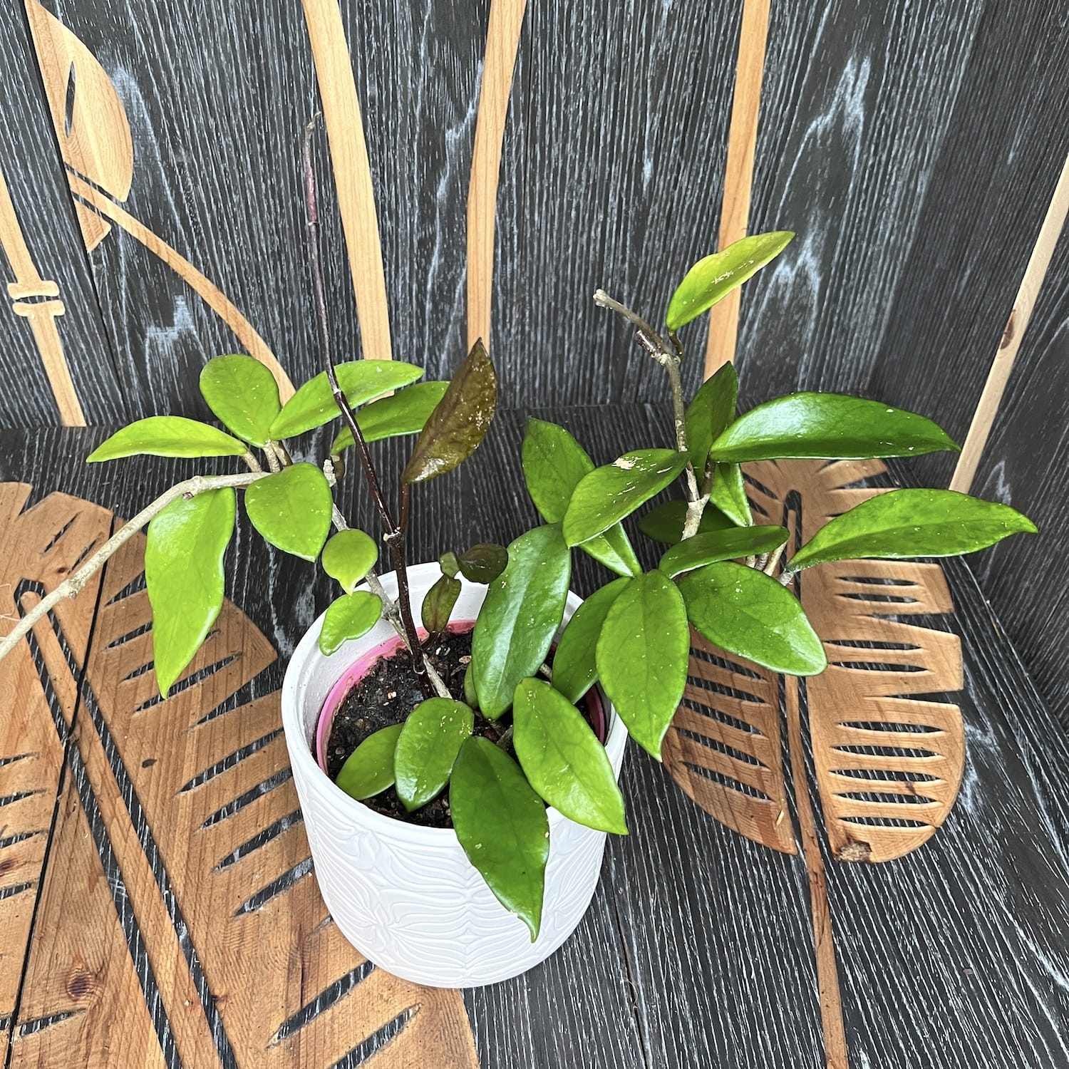 Hoya (carnosa x pubicalyx 'Royal Hawaian Purple’) – exemplare dezvoltate
