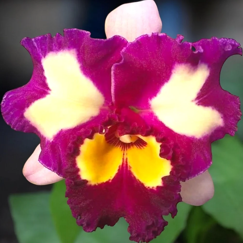 Rlc. Chinese Beauty 'Orchid Queen’ AM/AOS * parfumata