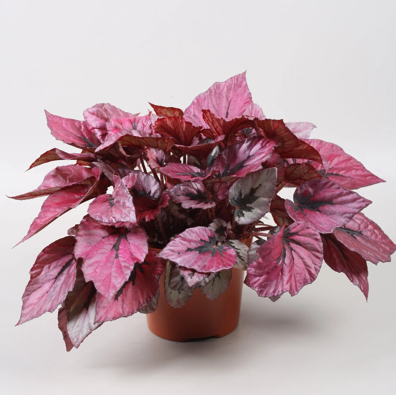 Begonia 'Indian Summer’