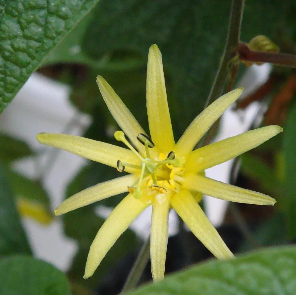 Passiflora citrina galbena – floarea pasiunii (fructul pasiunii)