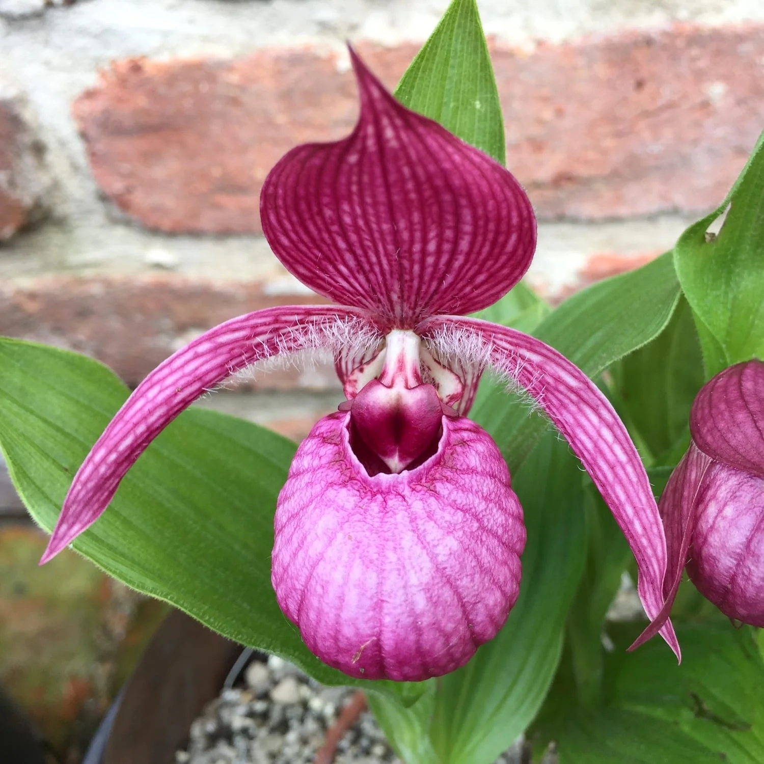 Cypripedium Pink – Cypripedium macranthos var. atropurpureum (orhidee de gradina) – Venus Shoe (papucul lui Venus)