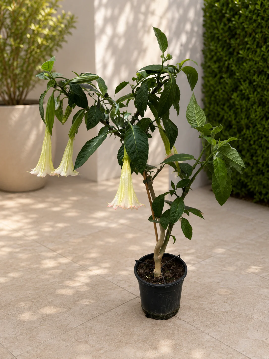 Trompeta ingerilor roz – Brugmansia arborea, flori parfumate, exemplare XL
