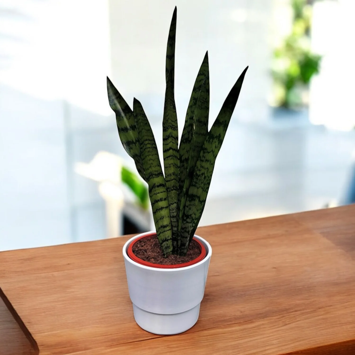Sansevieria zeylanica D17