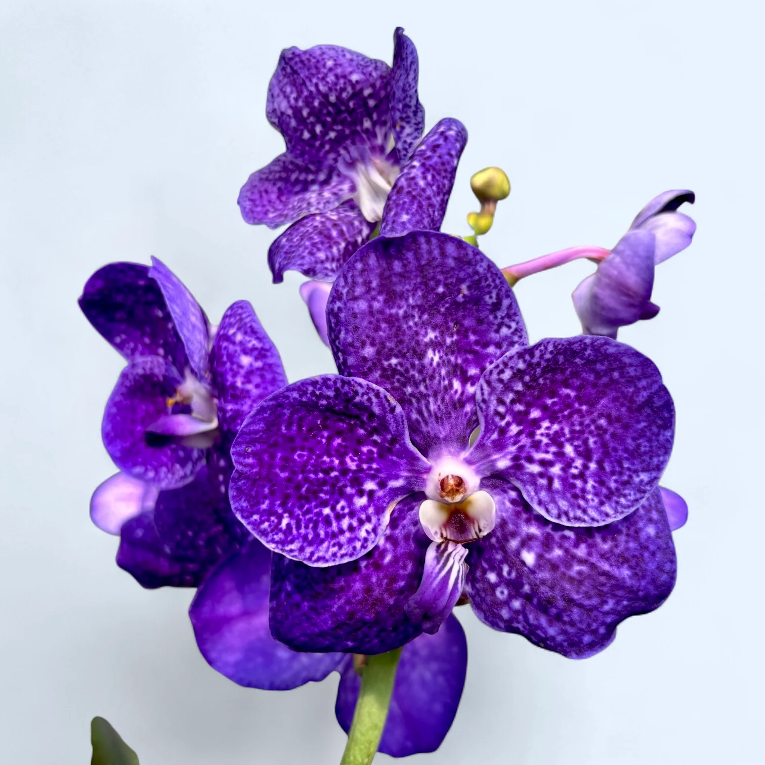 Vanda Tweed Blue XXL 3p (Ansu)